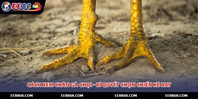 Cách Xem Chân Gà Chọi - Bí Quyết Chọn Chiến Kê Hay