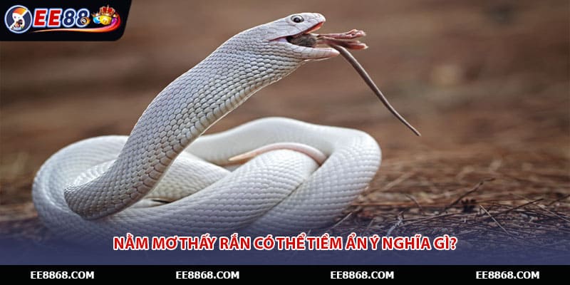 Nằm mơ thấy rắn có thể tiềm ẩn ý nghĩa gì?